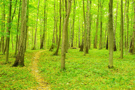 森林绿色荒野植物树木林地小路精神风景阳光背景图片