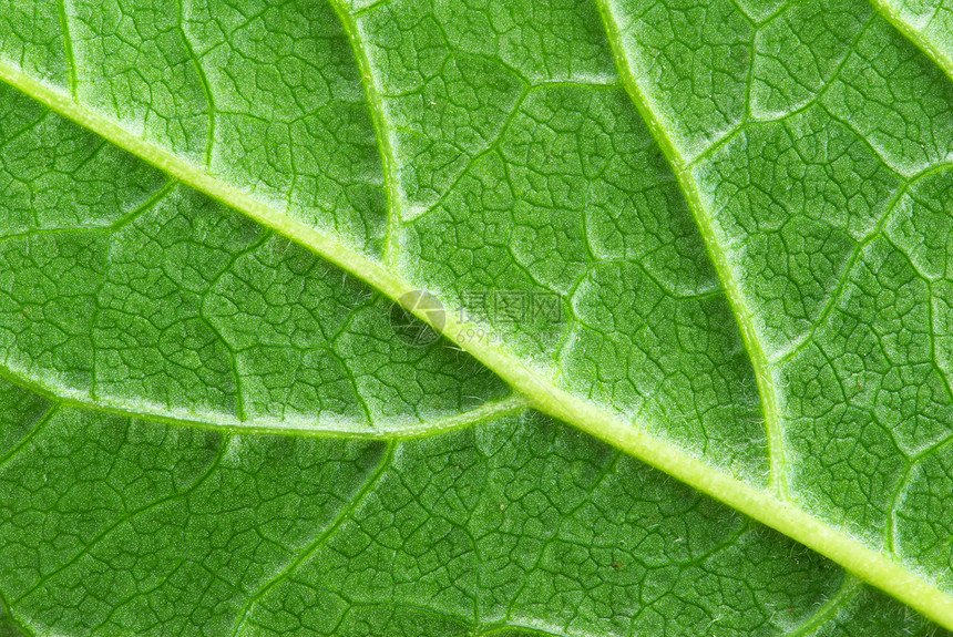 宏植物生长生活环境线条植物群生态光合作用脉络叶子图片