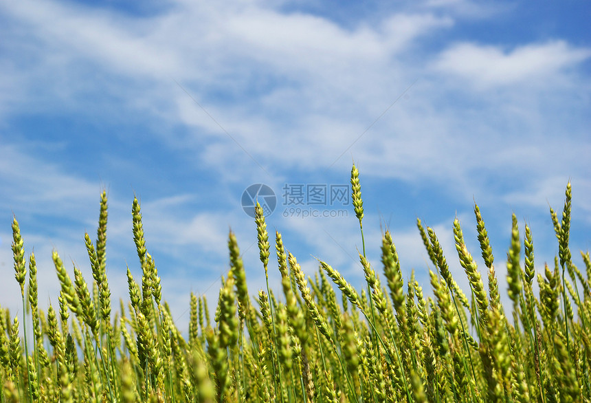 玉米农场生产场地黄色粮食农民尖刺种子蓝色植物图片