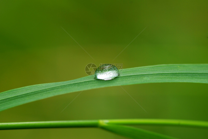下降草本植物草地液体宏观环境雨滴绿色植物水滴生长图片