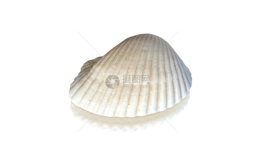 贝壳剪裁海洋美丽动物软体装饰品白色温泉海岸图片