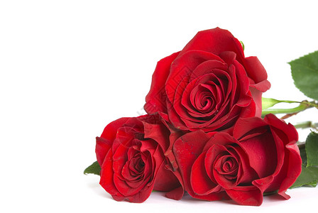 红玫瑰玫瑰白色晴天红色美丽植物花瓣宏观热情娱乐背景图片