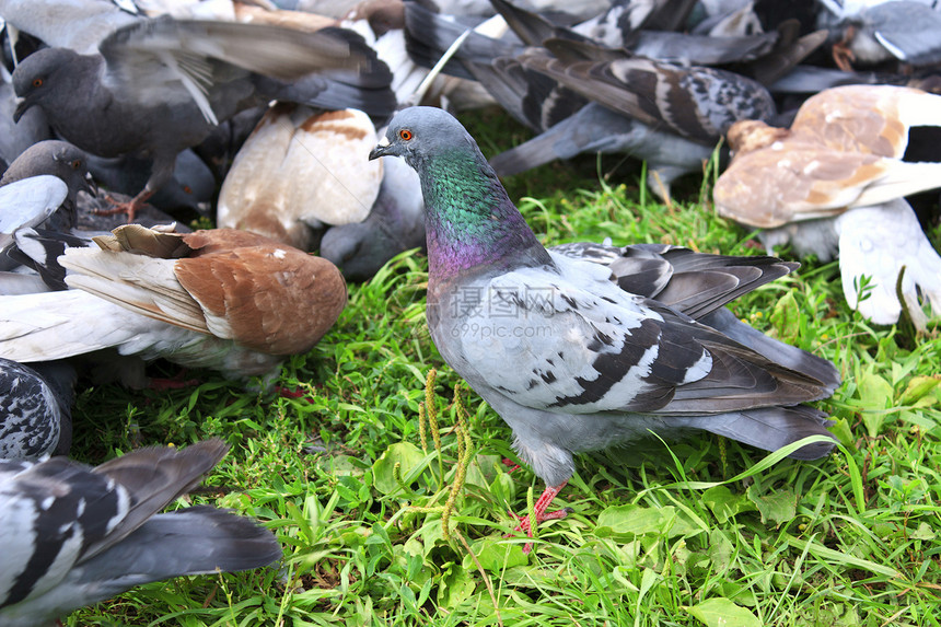 草地上的鸽子生活鸟类街道翅膀快乐对抗斗争动物运动竞赛图片