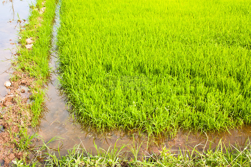 水稻种植宏观稻田草地叶子食物生长植物谷物场地农田图片