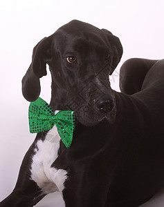 圣帕特里克节快乐领结宠物绿色黑色背景图片