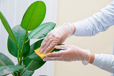 海绵厂净化油纤维厂植物学活力房间植物群叶子打扫衬套海绵房子花店背景