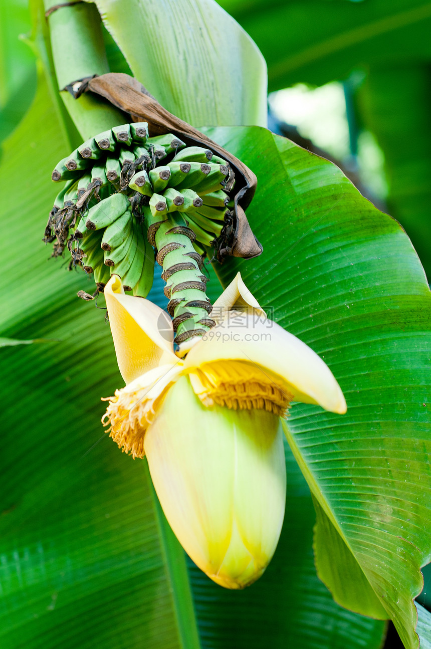 香蕉花开花绿色香蕉食物水果植物叶子热带植物学图片