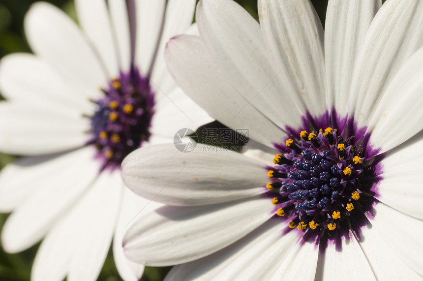 Daisy 花花细节图片