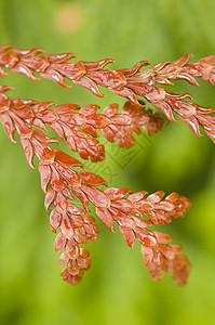 棕脊椎叶叶背景图片