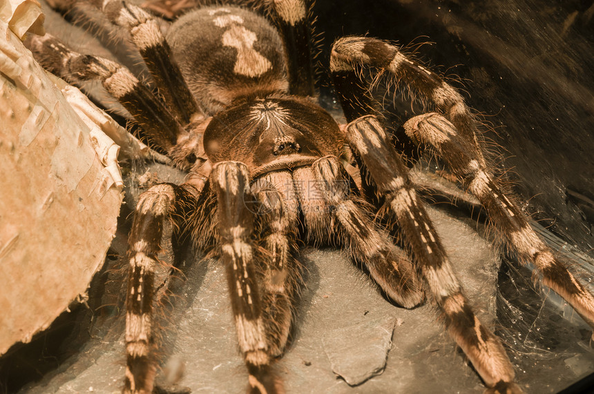 蜘蛛宠物生活木头捕食者热带森林棕色危险荒野狼蛛图片