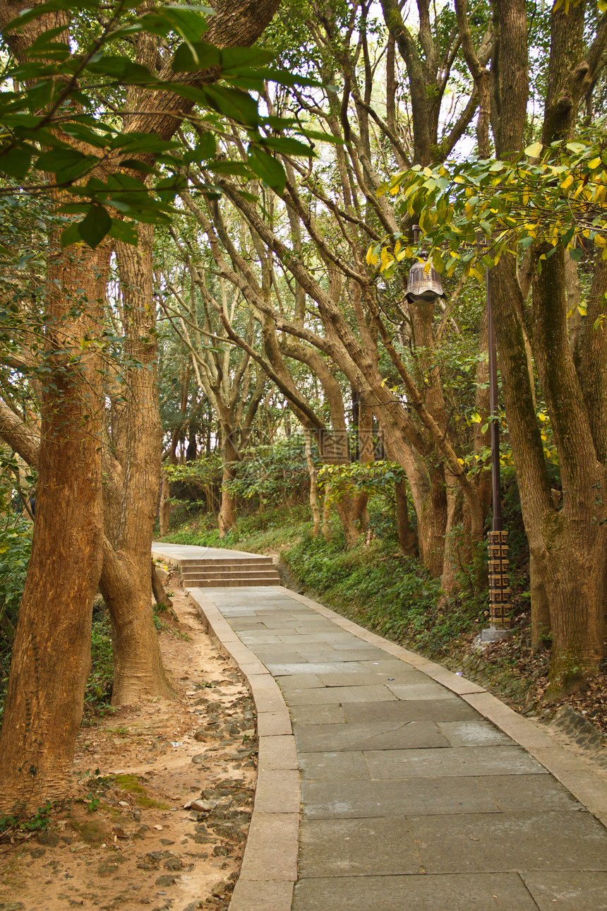 在森林里走动小路木头踪迹花园公园旅行勘探脚步场景叶子图片