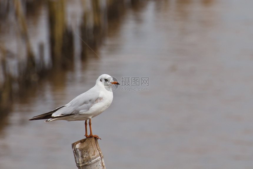 海边的海鸥翼展蓝色动物天空太阳白色自由航班翅膀海洋图片