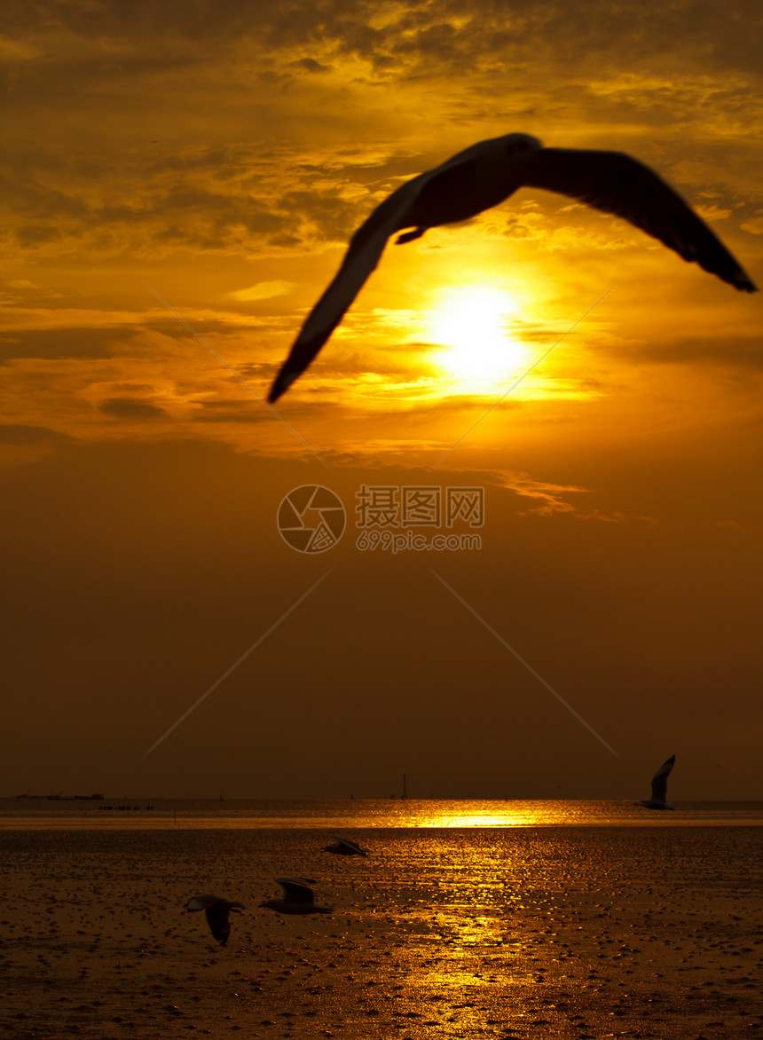 飞行中的海鸥生活榜浦翅膀海鸟日出日落水禽野生动物图片