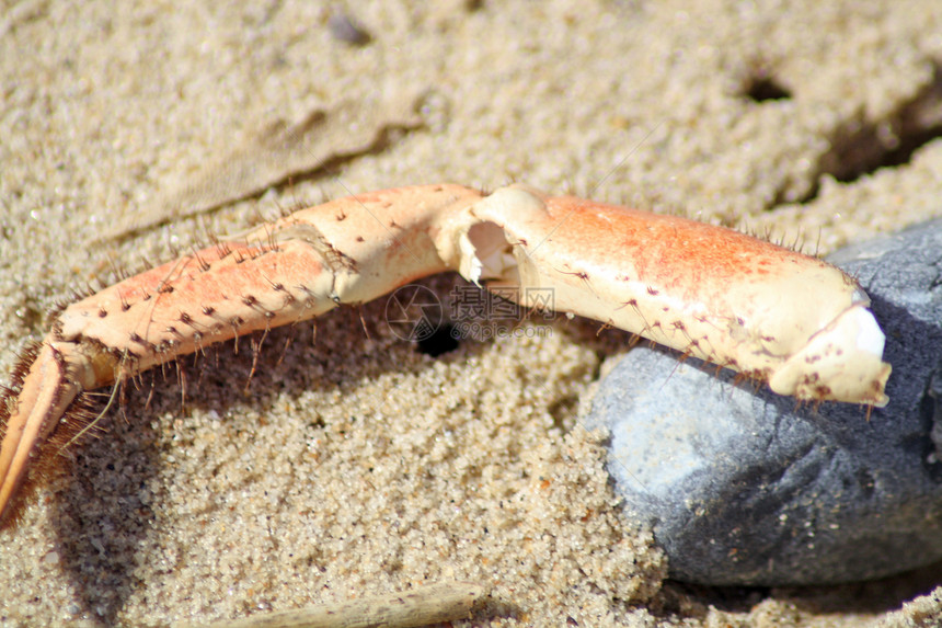 螃蟹腿生物海鲜野生动物警报海滩贝类沿海海岸环境乐趣图片