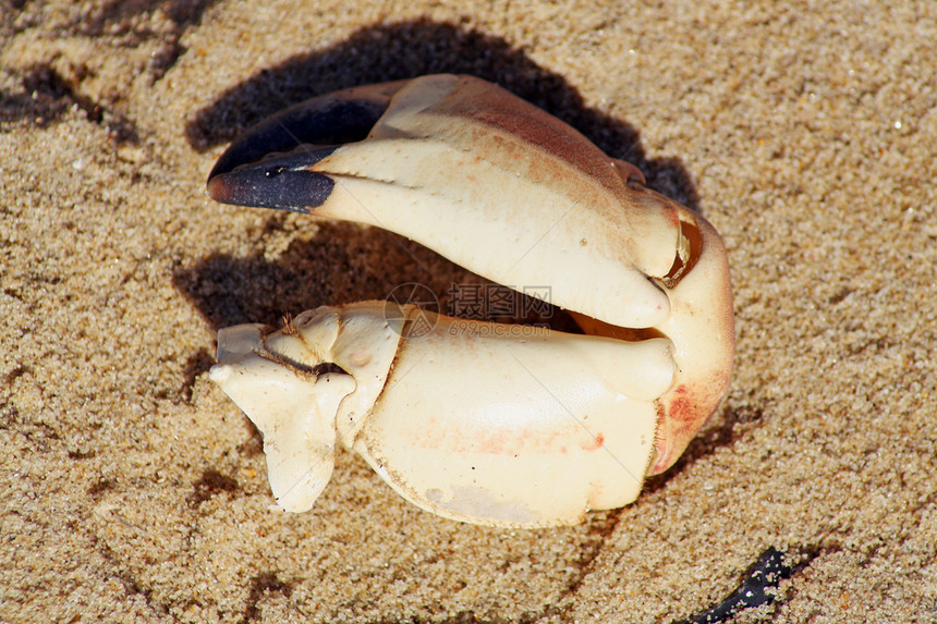 螃蟹腿烹饪乐趣野生动物食物海洋海鲜卡通片棕褐色海滩生物图片