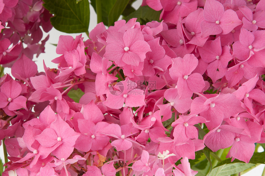 花朵近视宏观花瓣植物学植物群紫丁香植物雄蕊紫色花店花园图片