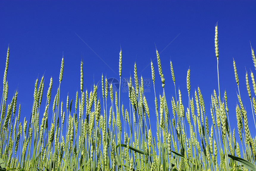 绿色绿玉米尖刺稻草植物农民场地小麦收成生产粮食面包图片