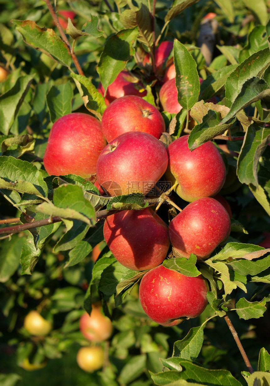 红苹果大卡农场矿物质营养健康水果食物饮食生物树叶图片