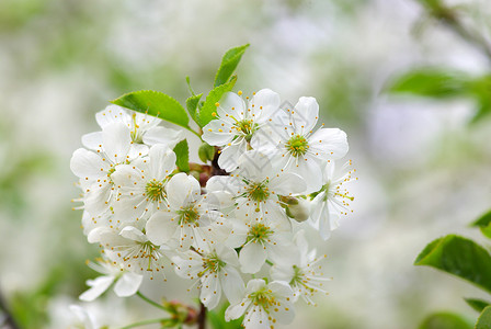 樱花花白色花瓣季节性绿色背景图片