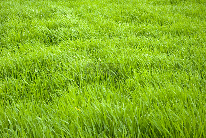 草草地生活生长植物树叶反射院子花园环境场地图片