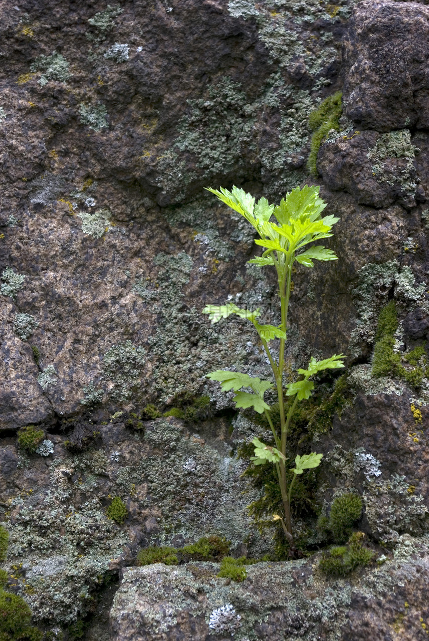 发电厂花园绿色植物火山叶子生活石头生存宏观岩石图片