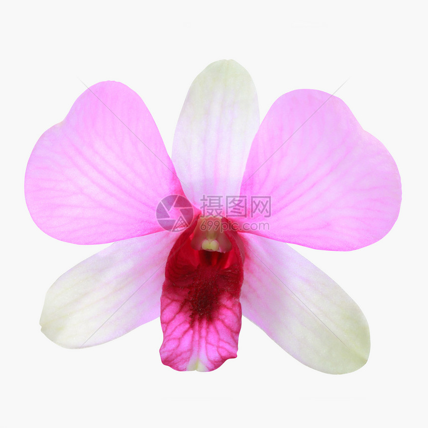 单兰花白色花瓣粉色图片