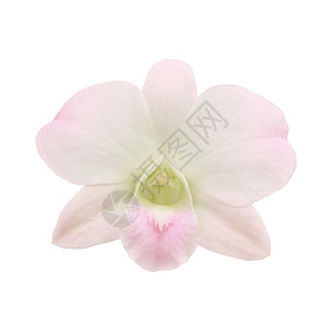 单兰花粉色花瓣白色背景图片