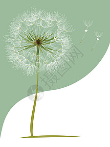 分散的蒲公英Dandelion 吹风花礼物飞行柔软度后代卡片植物艺术脆弱性生活漂浮插画