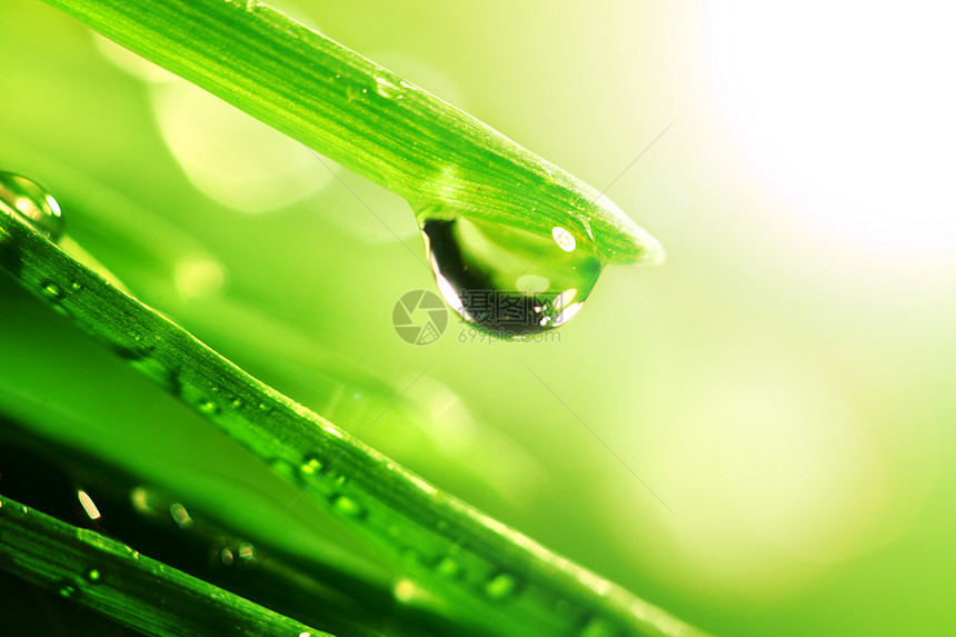 闪光水滴树叶雨滴草地环境液体生长刀刃气候太阳草本植物图片