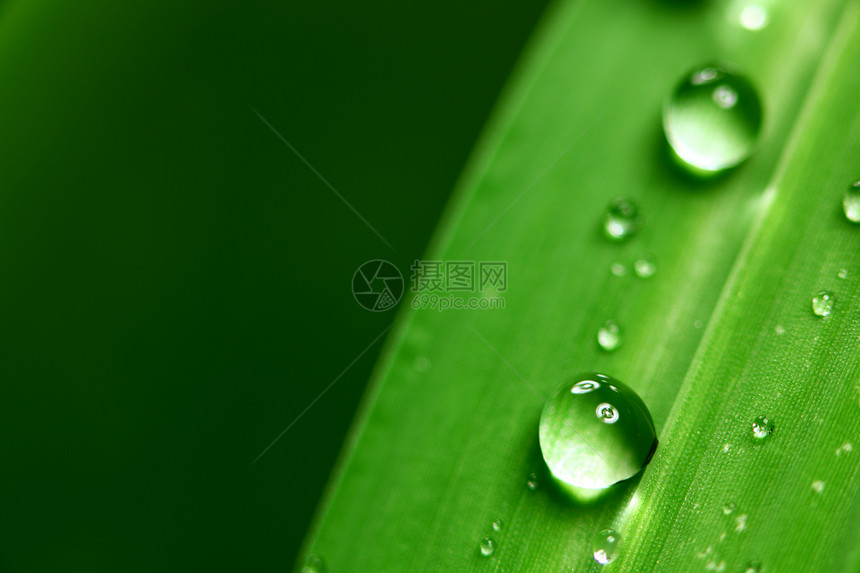 大水滴草地反射阳光草本植物背景植物气候液体花园雨滴图片