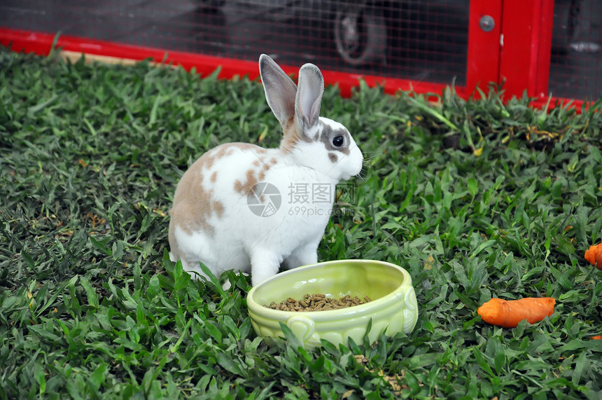 兔子兔宠物兔形农村哺乳动物场地农场耳朵动物动物群婴儿图片