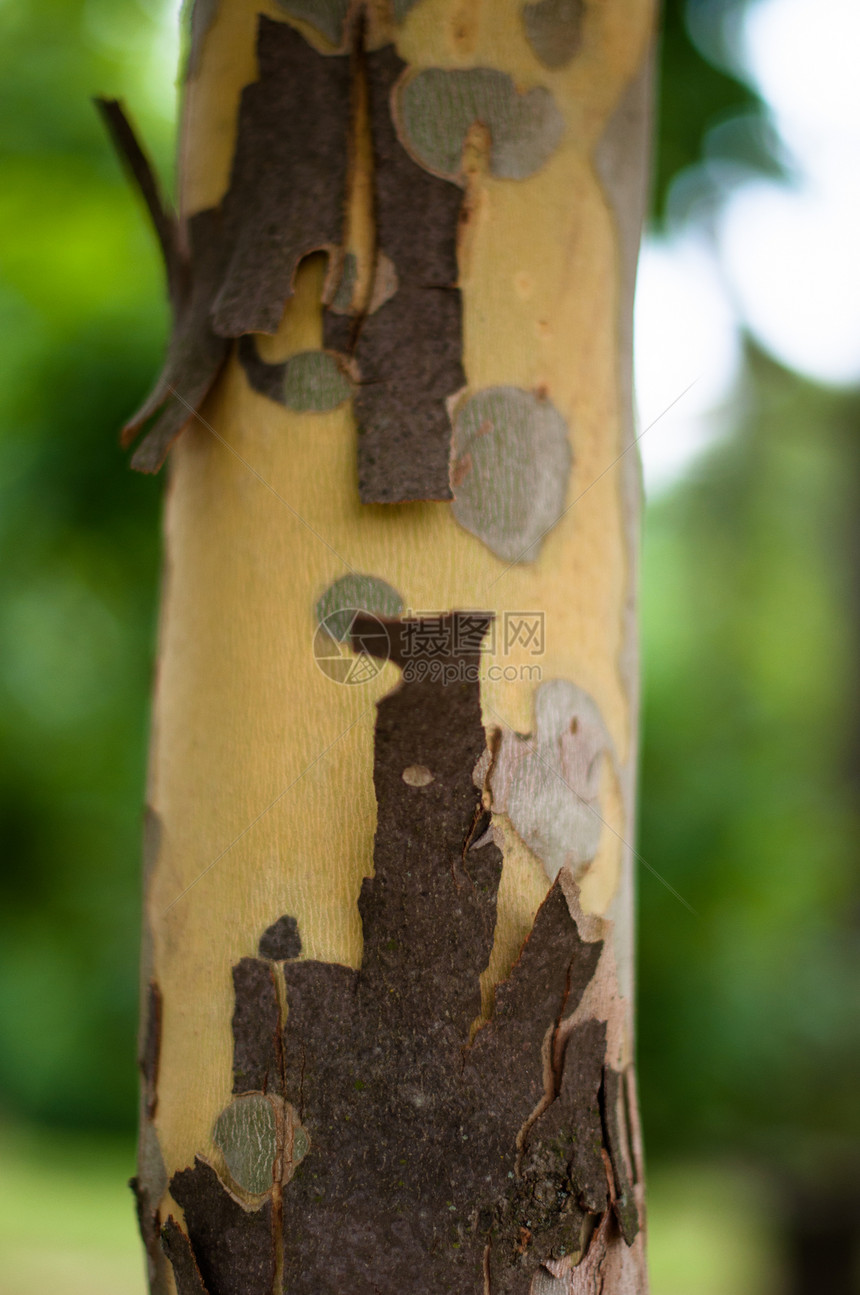 普拉坦树的木箱 质地图片