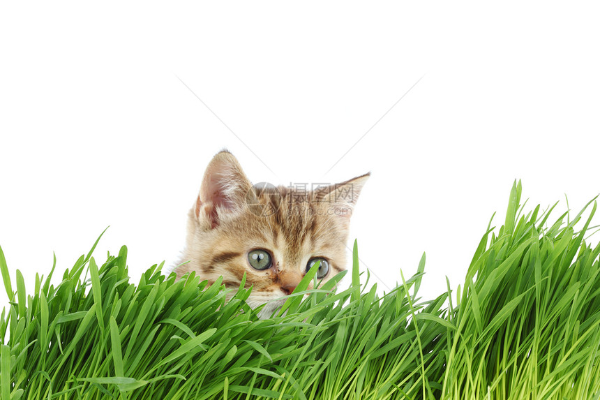 草地后面的猫环境场地叶子植被小猫植物花园工作室眼睛头发图片