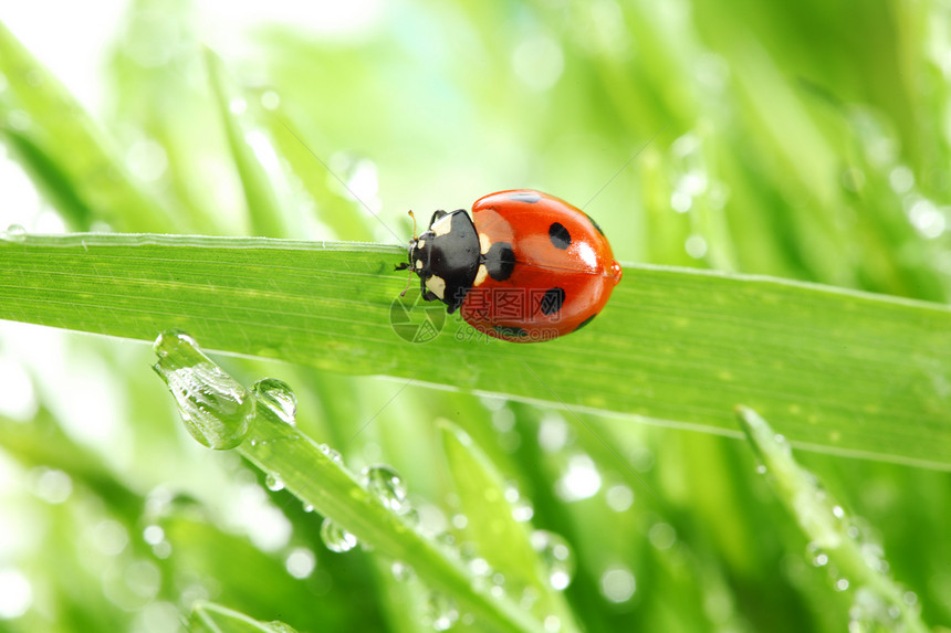 草地上的虫女士野生动物宏观昆虫植物花园雨滴生活液体叶子图片