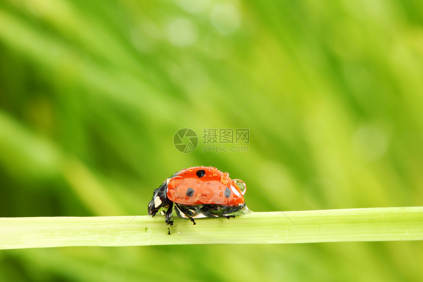 草地上的虫昆虫叶子女士季节生活生长植物环境宏观花园图片