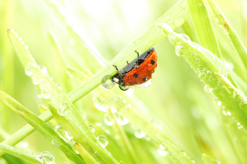 草地上的虫环境季节女士植物野生动物宏观雨滴阳光昆虫液体图片