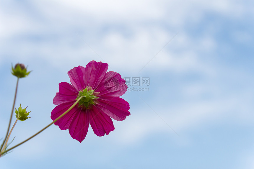 粉粉宇宙花朵花园草地植物学花瓣活力花粉蓝色植物天空紫色图片