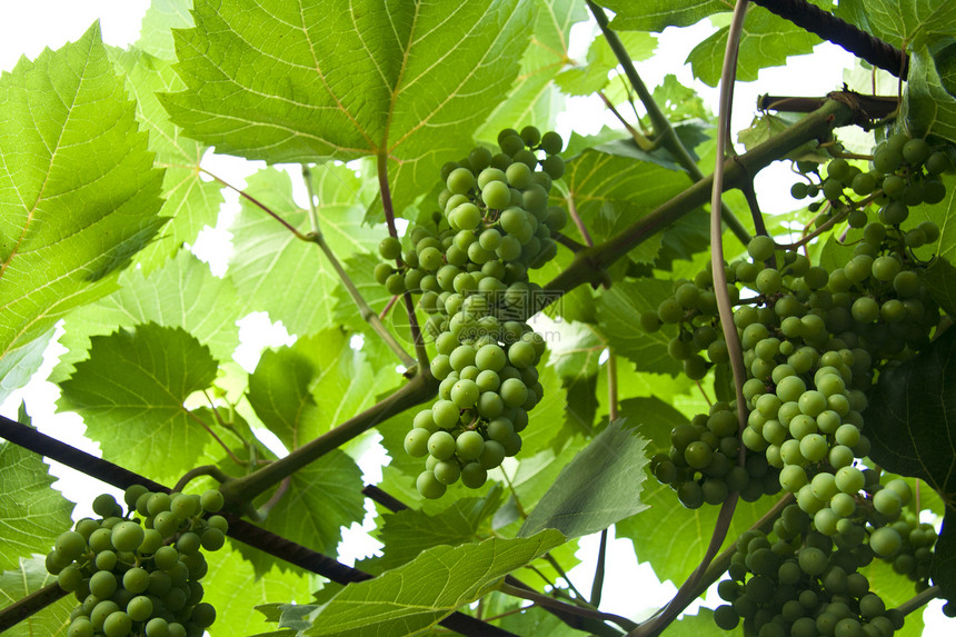葡萄园附近的绿葡萄宏观藤蔓酒厂生长食物季节环境花园国家叶子图片