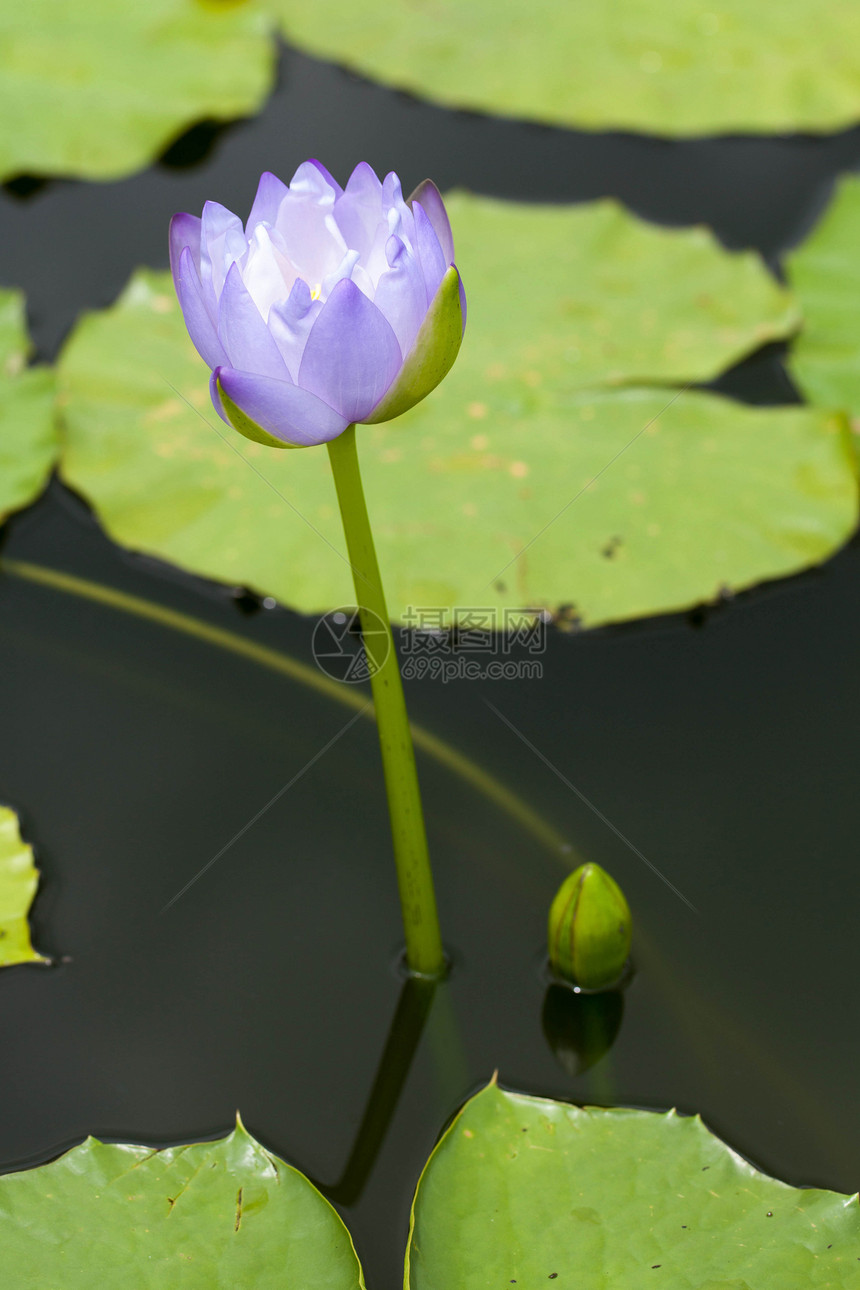 莲花公园百合蓝色池塘荒野食物花园植物工作紫色图片