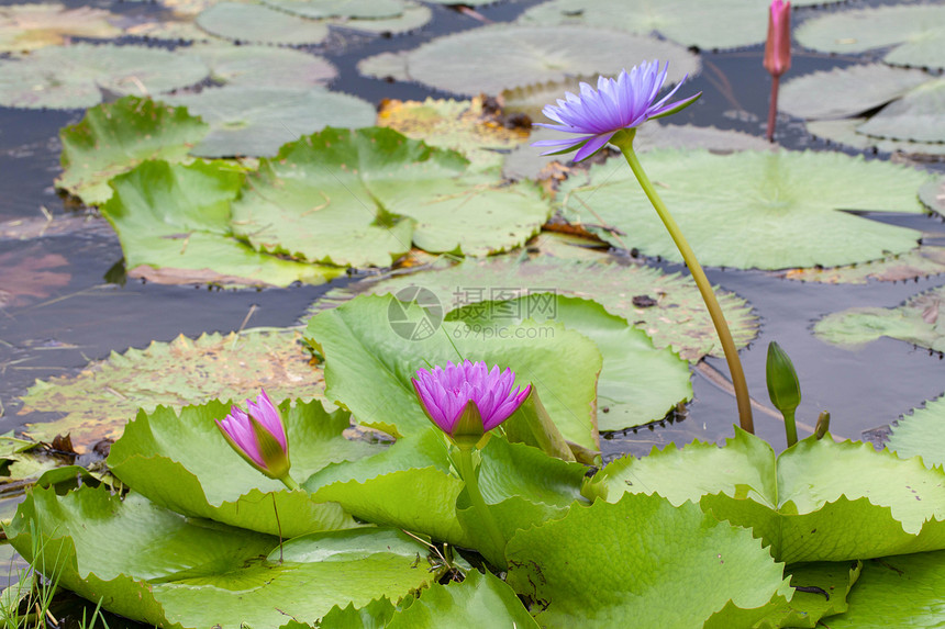 莲体温泉食物热带森林水池叶子荷花紫色植物花园图片