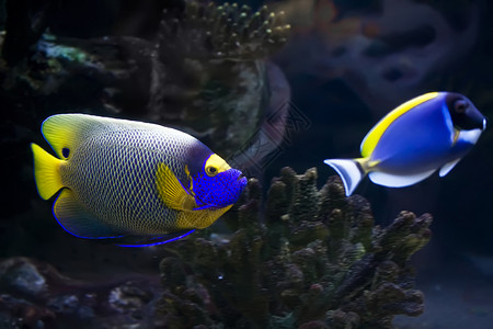 鱼条纹水族馆黄色珊瑚热带异国荷花情调三斑海洋高清图片