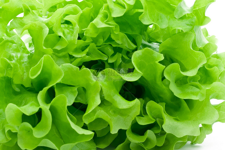 发生生物学花园农场食物植物叶绿素营养沙拉叶子光合作用图片