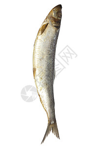 白底的咸鱼食物盐渍鲱鱼妻子钓鱼尾巴白色皮肤海鲜背景图片