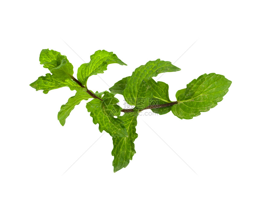 白色背景上的薄荷药品绿色香料摄影草本香味水平草本植物健康叶子图片