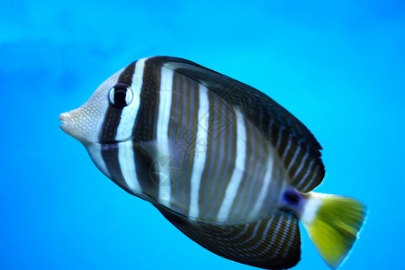 鱼在水族中海洋热带蓝色珊瑚异国橙子单眼皮白色水族馆小丑背景图片