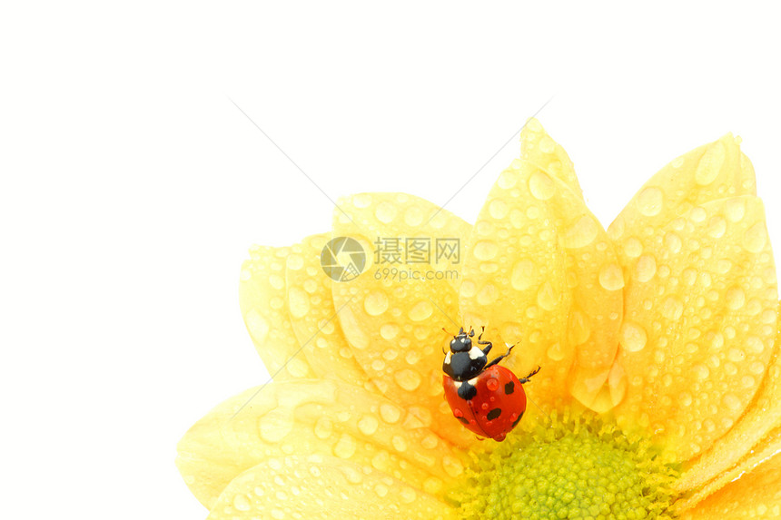 黄色花朵上的拖拉器橙子阳光花粉生物学甲虫场地季节植物群草地植物学图片