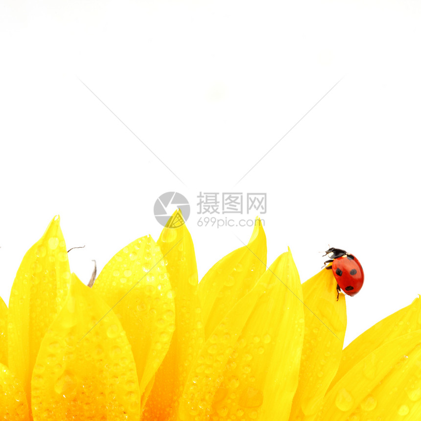 向日葵上拉虫晴天植物季节生物学花园花粉草地甲虫太阳橙子图片