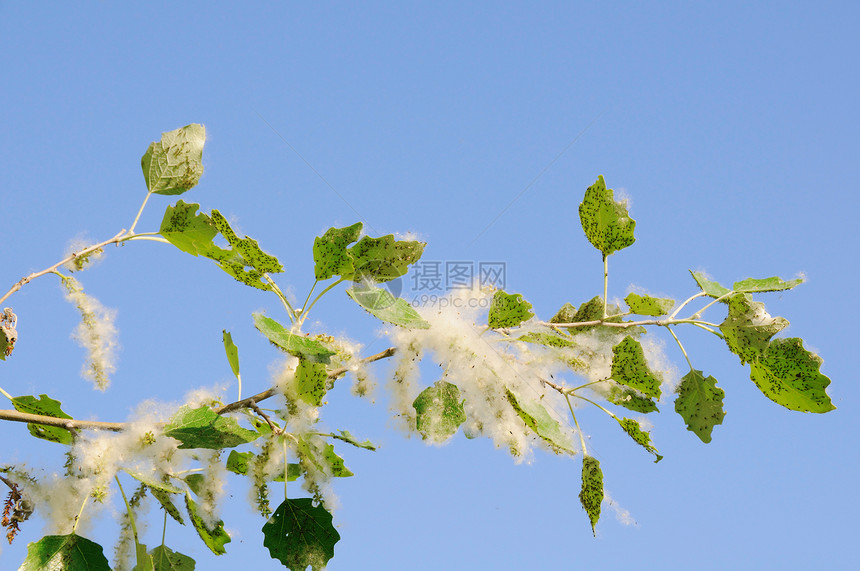 过敏季节昆虫种子绒毛蓝色天空白色枝条蚜虫虱子植物图片