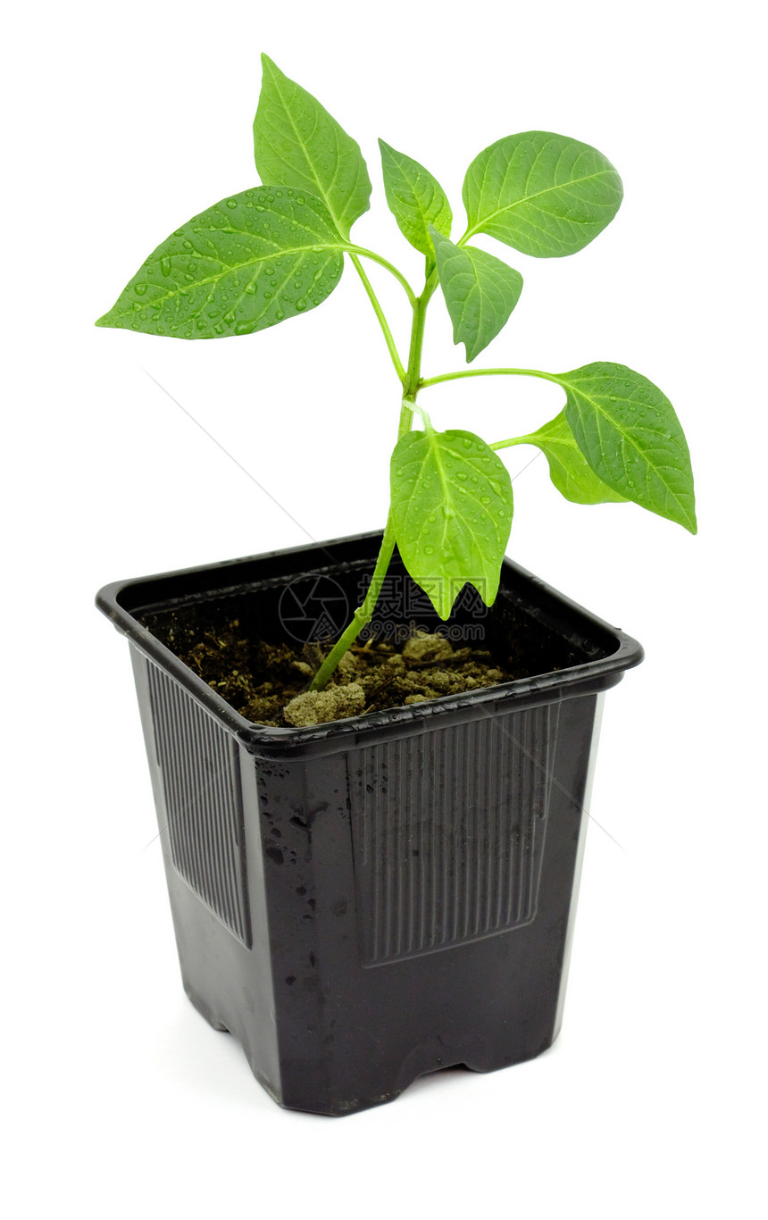 胡椒种子白色花盆栽培植物学绿色盒子生活树苗豆芽乡村图片