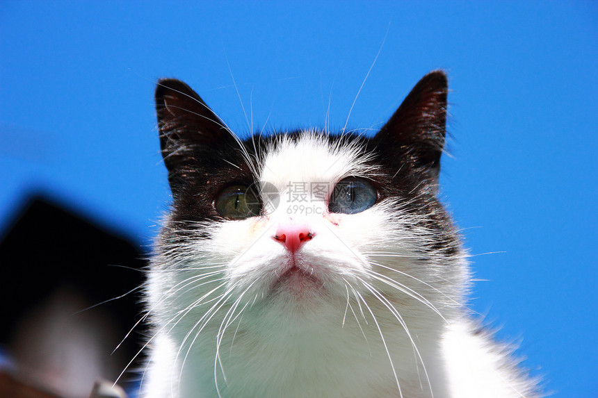 双眼不同的猫晶须好奇心哺乳动物小猫水平鼻子蓝色个性眼睛宏观图片